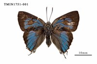 藏品(鈿灰蝶)的圖片